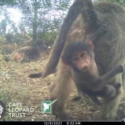 Baboon